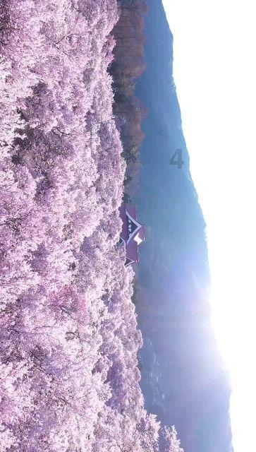 拯救精灵的土地6